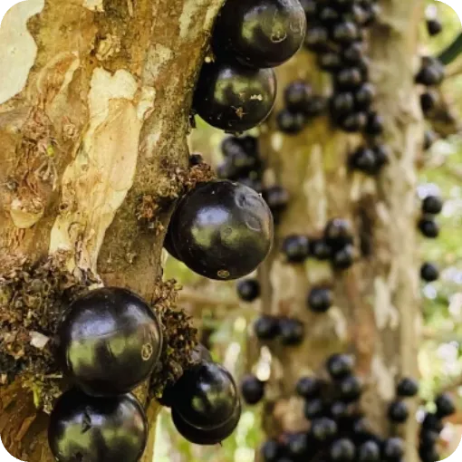 Myrciaria Jaboticaba